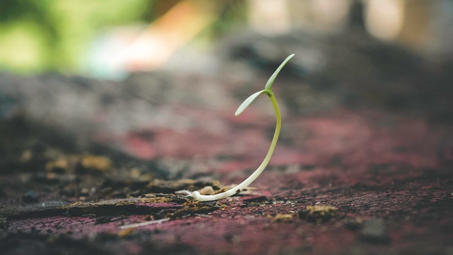 A seedling representing fertility counselling